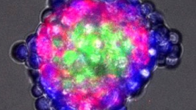 Cellule auto-organizzatesi in una struttura complessa