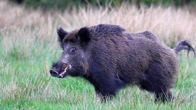 Sardegna, cinghiale carica operaio forestale