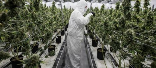 La marihuana a punto de ser legalizada en Canad&aacute;