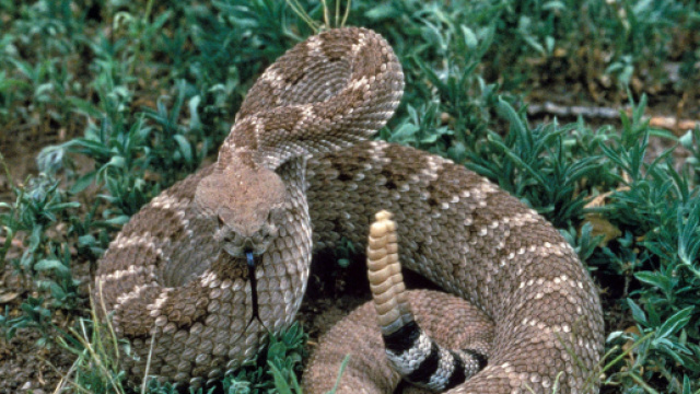 Il serpente a sonagli &egrave; tra i rettili pi&ugrave; pericolosi al mondo