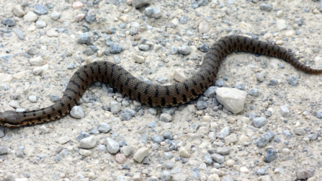 In provincia di Salerno il morso di una vipera ha causato la morte di una donna di 72 anni.