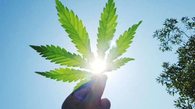 Il Canada &egrave; pronto a legalizzare la cannabis per uso ricreativo