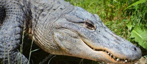 Un caim&aacute;n americano noquea a un hombre de un cabezazo