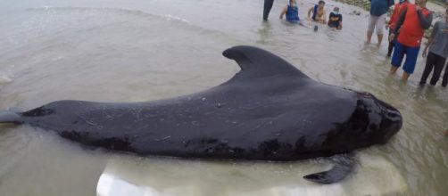 Muere una ballena despu&eacute;s de tragarse 80 bolsas de pl&aacute;stico