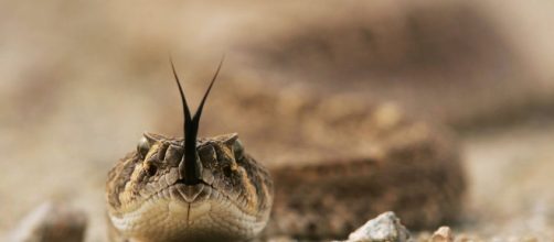 TEXAS/ Un hombre casi fallece al ser mordido por una serpiente de cascabel decapitada