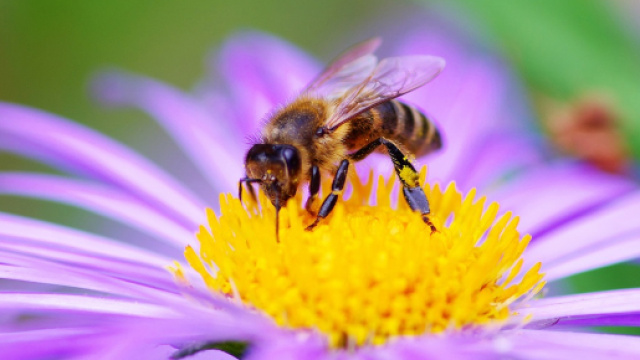 Le api sanno cos&rsquo;&egrave; lo zero: lo studio degli scienziati australiani lo dimostra