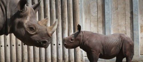 La extinci&oacute;n de especies est&aacute; sucediendo 1000 veces m&aacute;s r&aacute;pido de lo normal
