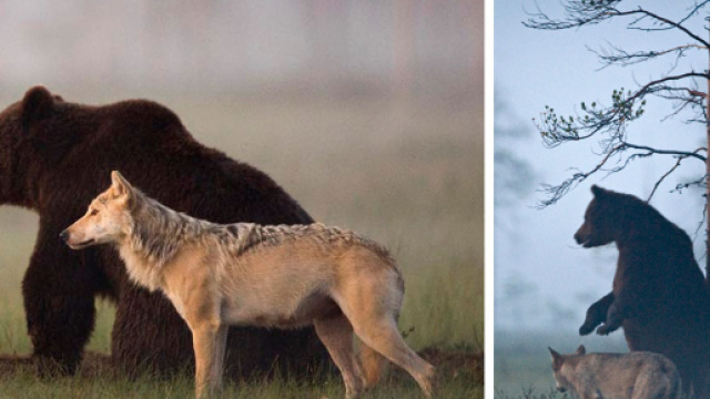 La rara amicizia tra un orso e un lupo - incredibilia.it