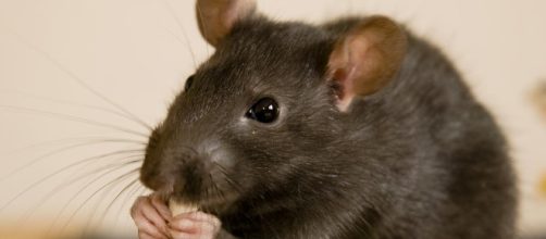 Erradicar las ratas podr&iacute;a ayudar a reforzar los arrecifes de coral