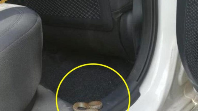 Brutta sorpresa alla guida: dal cruscotto spunta un serpente.