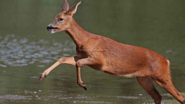 Lo strano caso del capriolo: una lunga gravidanza dovuta alla diapausa ...