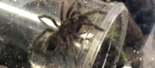 After jars with baby spiders were found in a car park, two Brazilian bird-eating spiders are on the loose. [Image @MiltonBroome/Twitter]