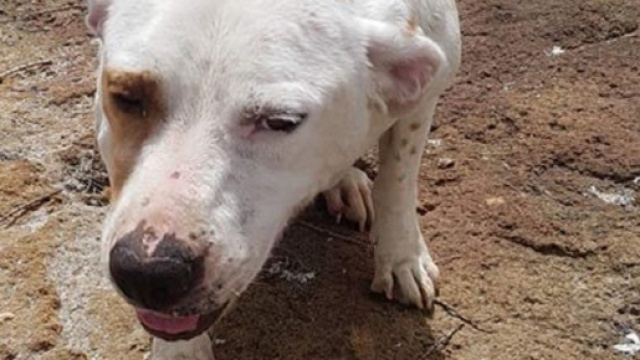 Primo piano di Mia, la cagnolina protagonista suo malgrado di questa incresciosa vicenda accaduta nel trapanese