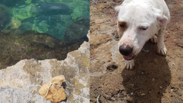 Trapani: lega pietra al collo del cane e lo butta in mare - Facebook