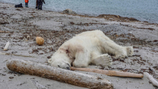 Un orso bianco &egrave; stato abbattuto alle isole Svalbard, in Norvegia, per aver attaccato un gruppo di turisti ferendo un addetto alla sicurezza.
