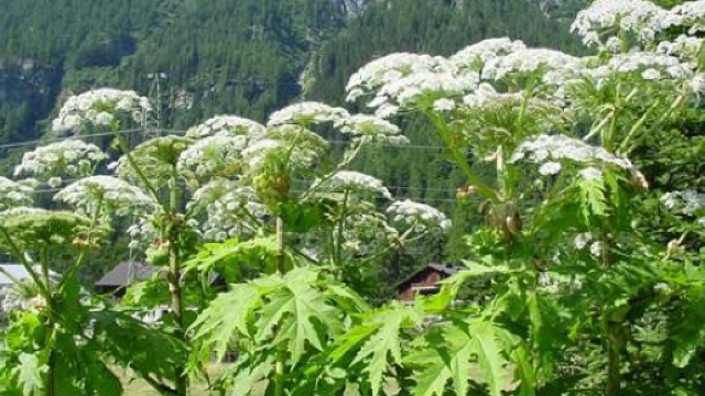La Panace di Mantegazza &egrave; una pianta tossica, pu&ograve; provocare ustioni