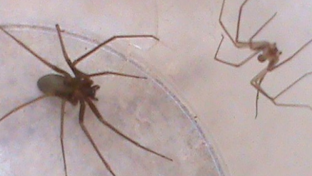 Ragno violino: allerta Italia.