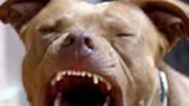 Un pitbuul stacca un braccio ad una ragazza a Palermo.