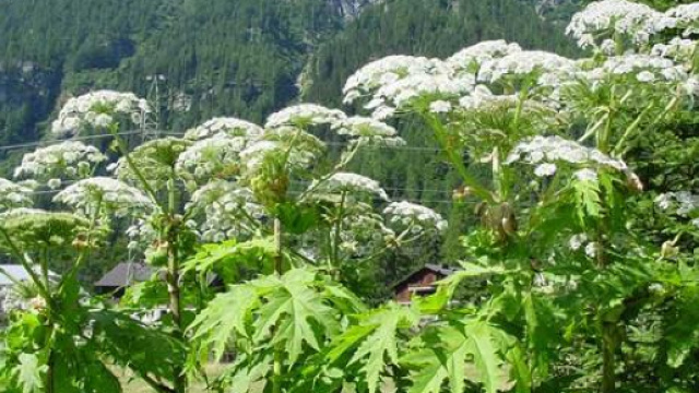 Panace di Mantegazza: pu&ograve; causare infiammazioni, ustioni e cecit&agrave; - feedyeti.com