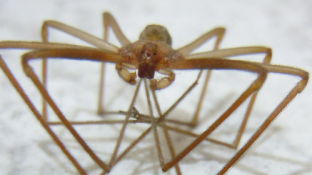 Ragno violino, con il caldo boom di segnalazioni di morsi