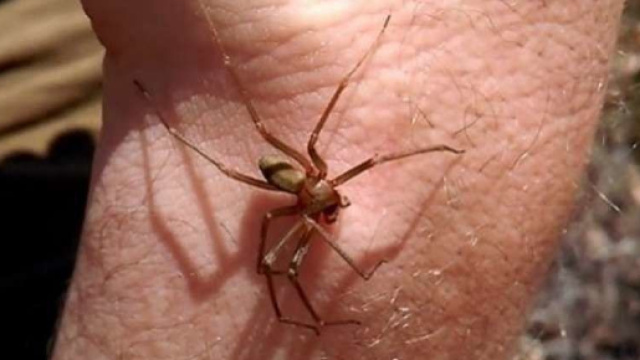 Roma, allarme ragno violino - meteoweb.eu