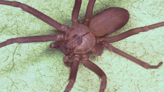 Ragno violino, tutte le ultime notizie