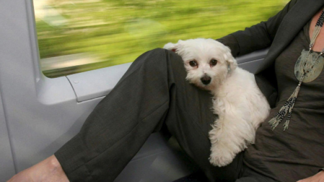 Fido a bordo: cani di grossa taglia anche sui treni Italo - ilgiornale.it