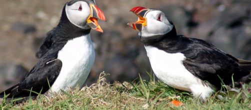 A pair of Atlantic puffins, Scotland (Image courtesy &ndash; Steve Deger, Wikimedia Commons)