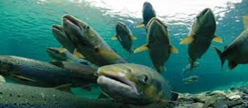 CHILE / Se escapan unos 690.000 salmones tratados con antibi&oacute;ticos