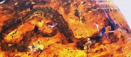 100 million year old baby snake found - Image creit - Lida Xing | China| via Live science | YouTube
