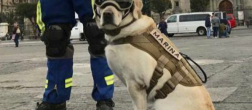 Homenaje a Frida, la perra rescatista del terremoto en M&eacute;xico