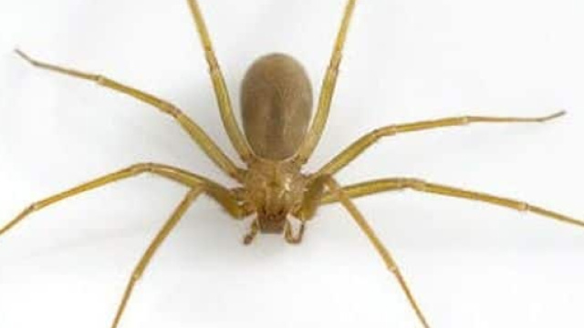 Ragno violino, le ultime notizie