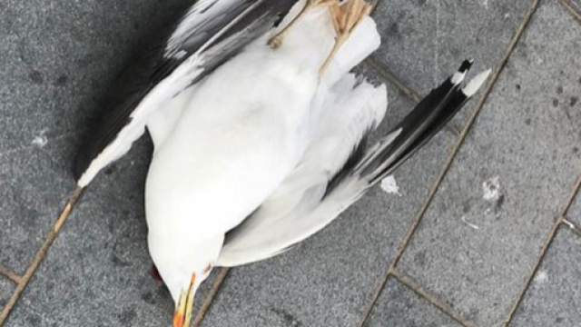 Il gabbiano ucciso dal pensionato inglese