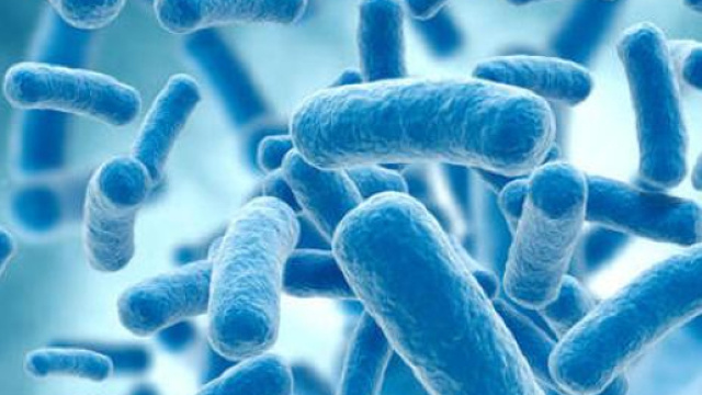 Mycoplasma genitalium: batterio trasmesso per via sessuale resiste agli antibiotici