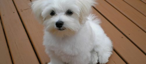 Your pup may truly love you as much as you love your pup. [image via Dogworld/Wikipedia]