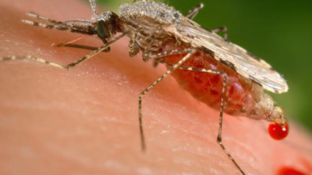 A Mutated Strain Of 'Super Malaria' Is Spreading At An Alarming ... - com.au