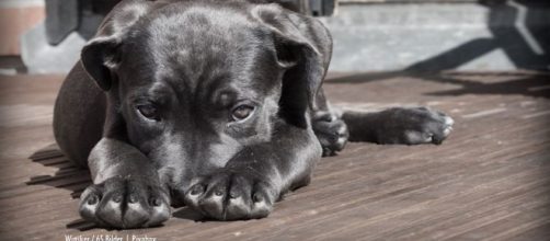 Pets lost and found for Attica wildfire victims in Greece - image credit - Winsker / 65 Bilder | Pixabay