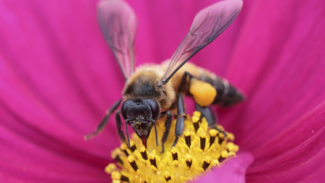 Api, vespe e calabroni: sono 5 milioni gli italiani punti ogni anno