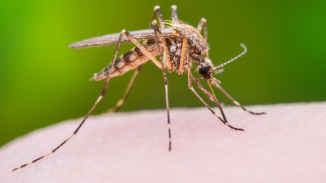 Zanzare infette dal virus West Nile nel Veneto- yovenice.com
