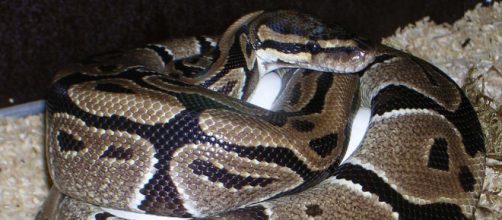 A Kensington woman woke up to find a royal python curled up in her bed. [Image Pixabay]