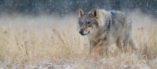 CHERN&Oacute;BIL / Lobos mutantes podr&iacute;an esparcir genes alterados a lo largo de Europa