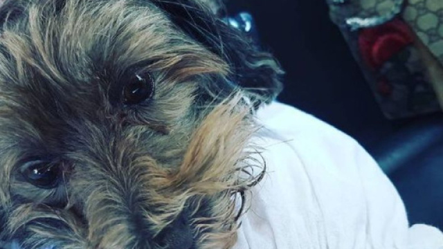 Il nuovo amore di Romina Power, il suo cagnolino Daisy.