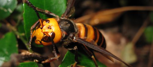 Todo lo que necesitas saber sobre la avispa asi&aacute;tica - Desinfestados - rentokil.es