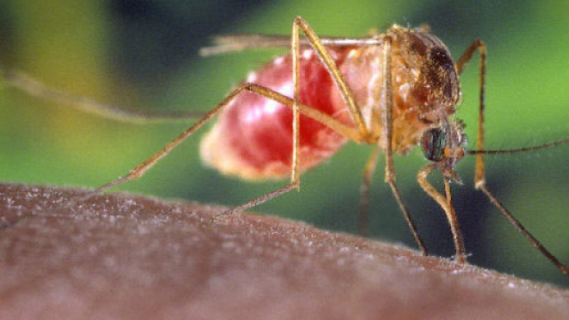 Virus West Nile: anziano a Ferrara punto da zanzara infetta &egrave; deceduto