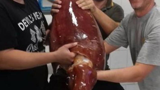 Il totano gigante pescato l'altra notte nel mare di Fiumicino.