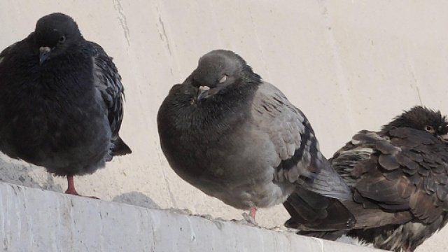 Roma, carabiniere spara e uccide piccione: indagato