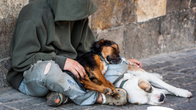 Sopprimono cane di senzatetto a sua insaputa: legale impugna causa ... - amoreaquattrozampe.it