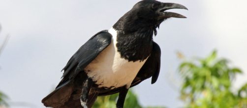 A clever crow amused some visitors by saying &lsquo;Y&rsquo;alright love?&rsquo; with a perfect Yorkshire accent. [Image DickDaniels/Wikimedia]