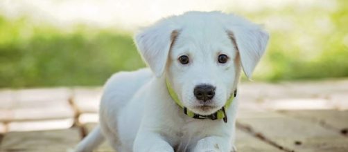 Vanderpump Dog Foundation to get donations from Atkin's god shampoo - Image credit - 3194556 / 30 Bilder / Pixabay