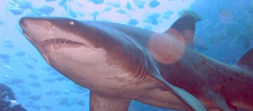 Las im&aacute;genes se habr&iacute;an difundido gracias a la expedici&oacute;n Alnitak 2018